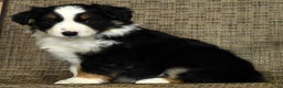 Miniature Australian Shepherd dogs for sale: Clove - Ad 2