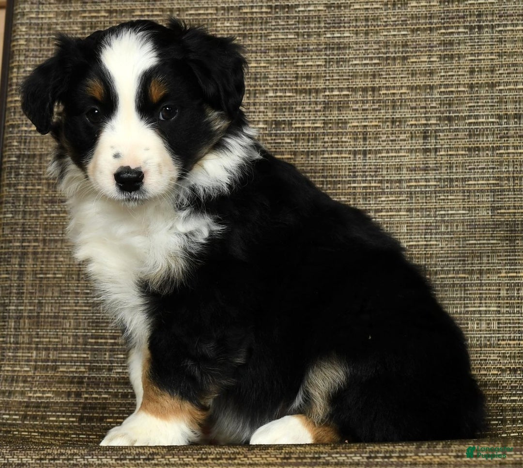 Miniature Australian Shepherd dogs for sale: Clove - Ad 2