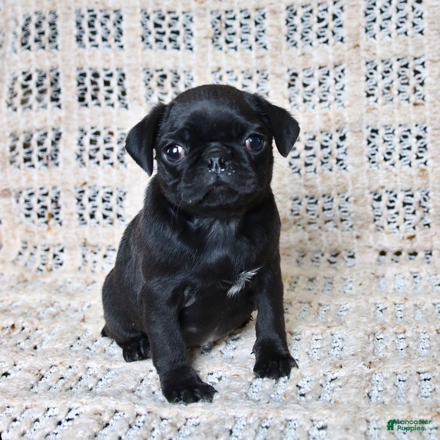 Pug dogs Brittany - Ad 1