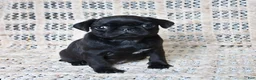 Pug dogs for sale: Brittany - Ad 1