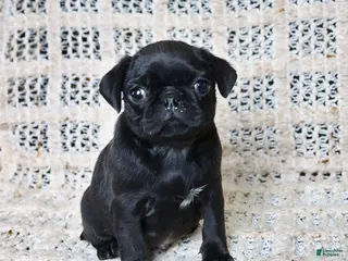 Pug dogs for sale: Brittany - Ad 3