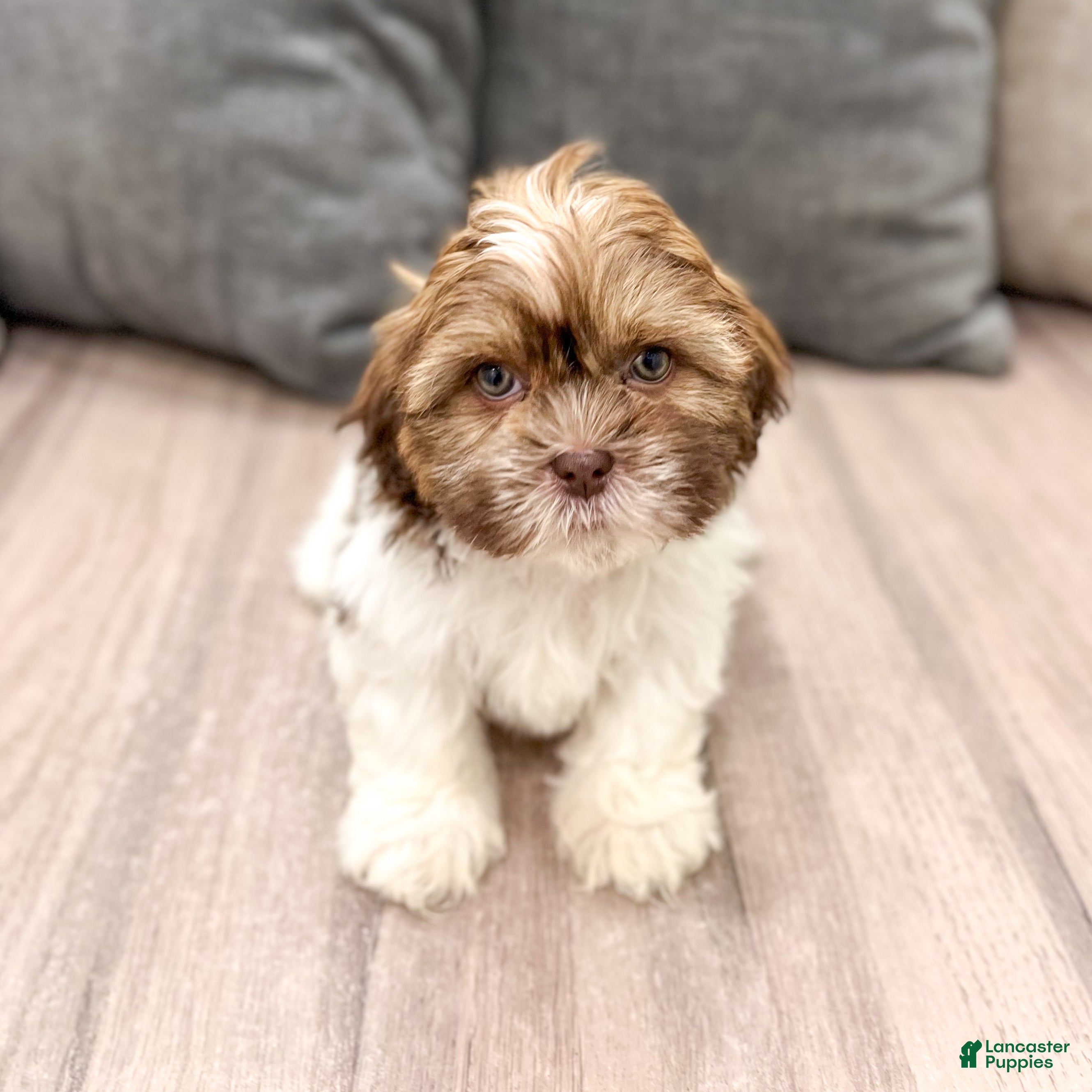 Shih Tzu dogs Cash - Ad 1