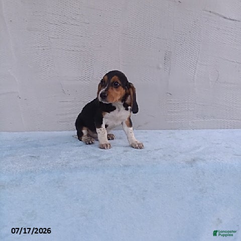 Beagle dogs Sammie - Ad 1