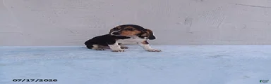 Sammie