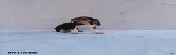 Beagle dogs for sale: Sammie - Ad 1