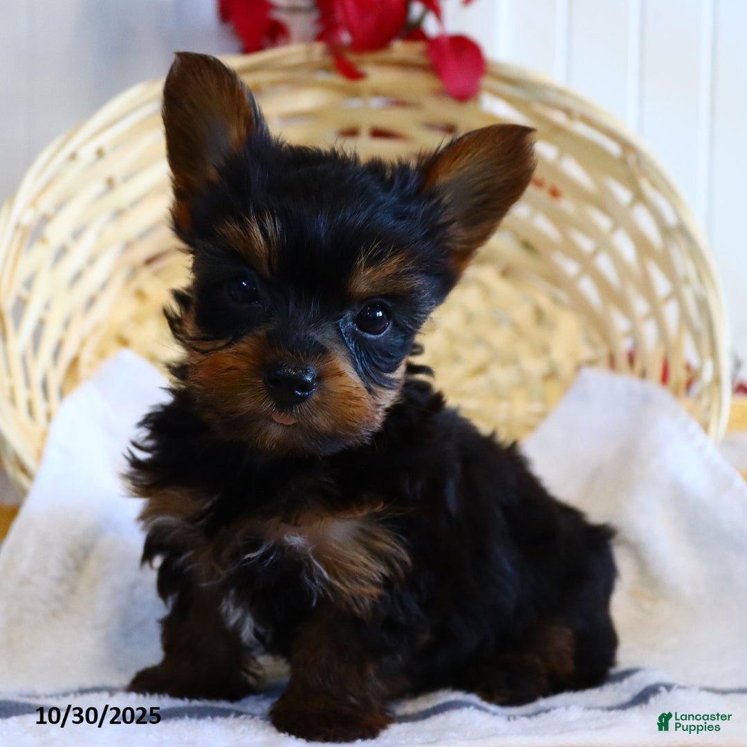 Teacup Yorkshire Terrier Puppies for sale Lancaster Puppies