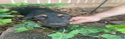 Basset Hound dogs for sale: Betty (blue collar) - Ad 1