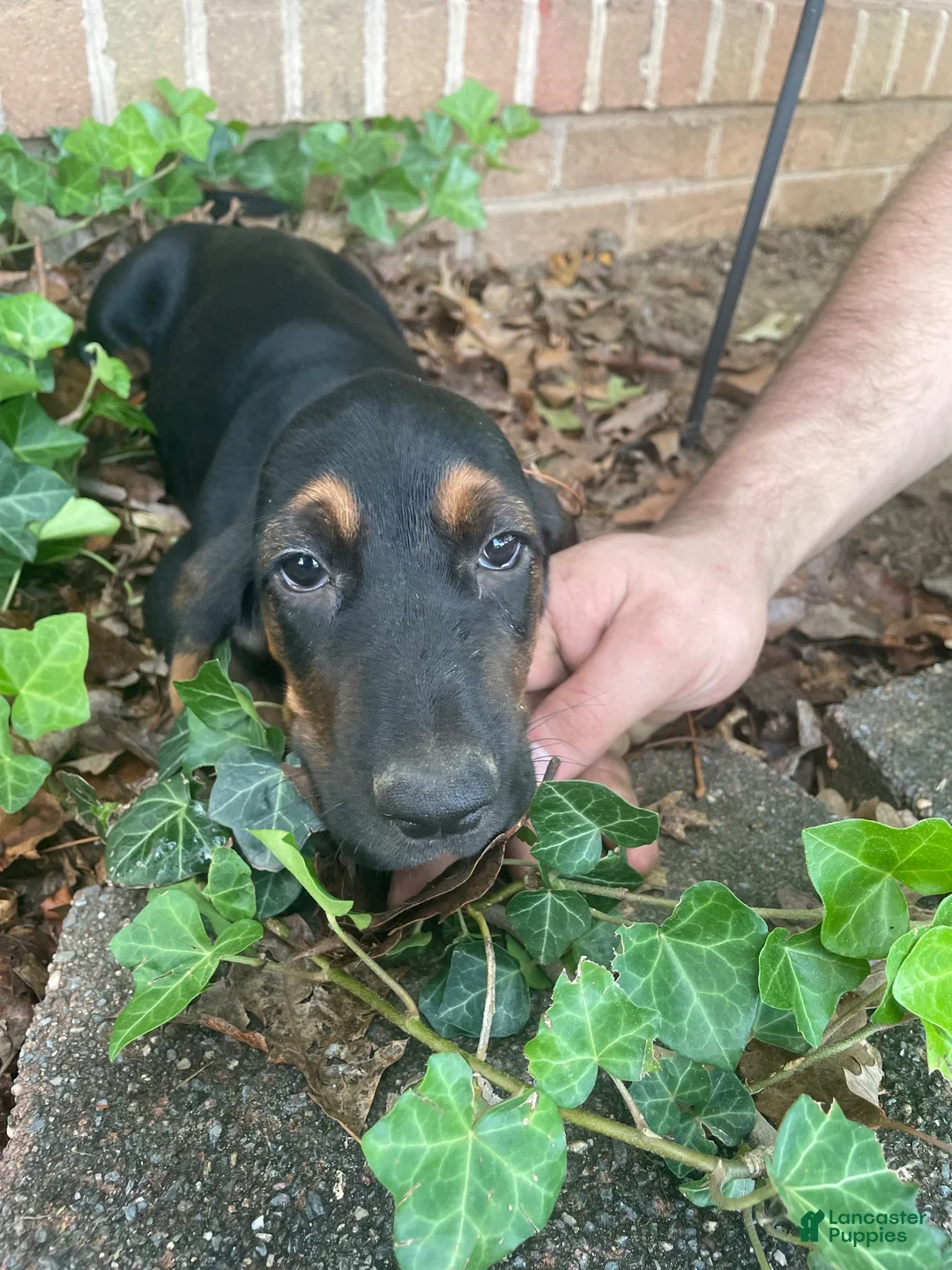 Basset Hound dogs for sale: Betty (blue collar) - Ad 1
