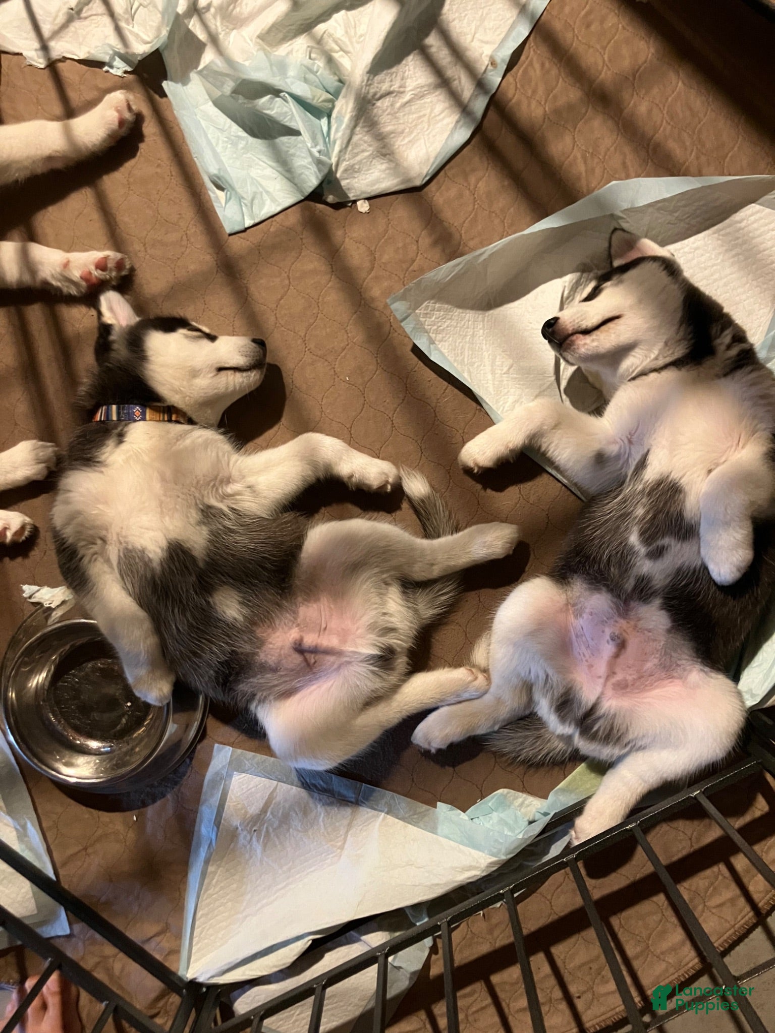 Siberian Husky dogs Peanut 🥜  - Ad 1