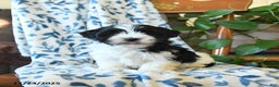 Havanese dogs for sale: Joy - Ad 1
