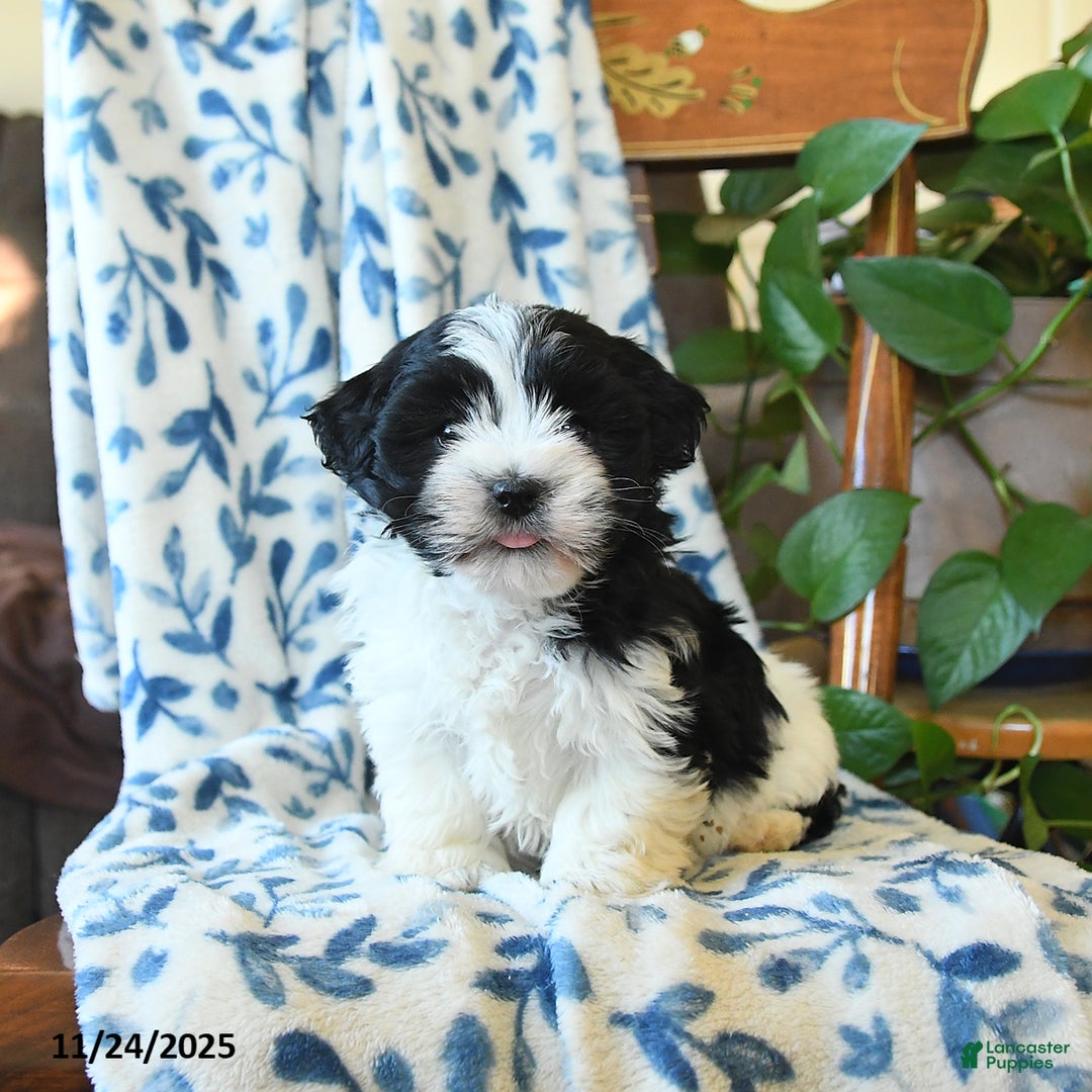 Havanese dogs for sale: Joy - Ad 1