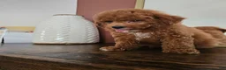 Mini Goldendoodle dogs for sale: Pippin - Ad 3