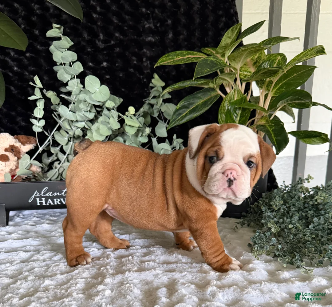 English Bulldog dogs for sale: Dottie - Ad 7