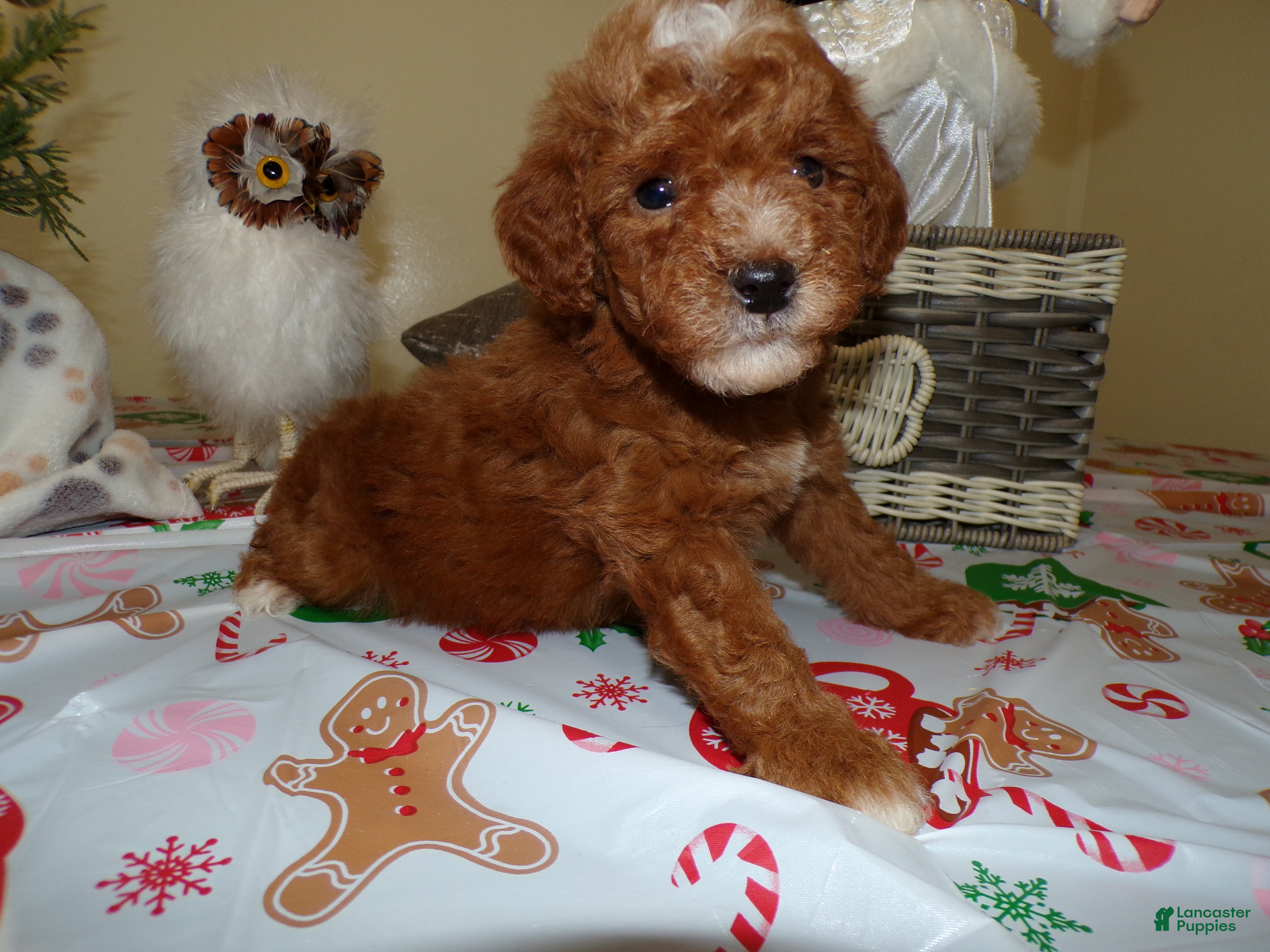 Miniature Poodle dogs Miniature Poodle Puppy 6 Star - Ad 27