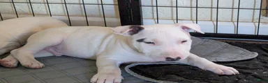 Bull Terrier Puppy 1
