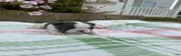 Boston Terrier dogs for sale: Boston Terrier 1 (Ripley) - Ad 3