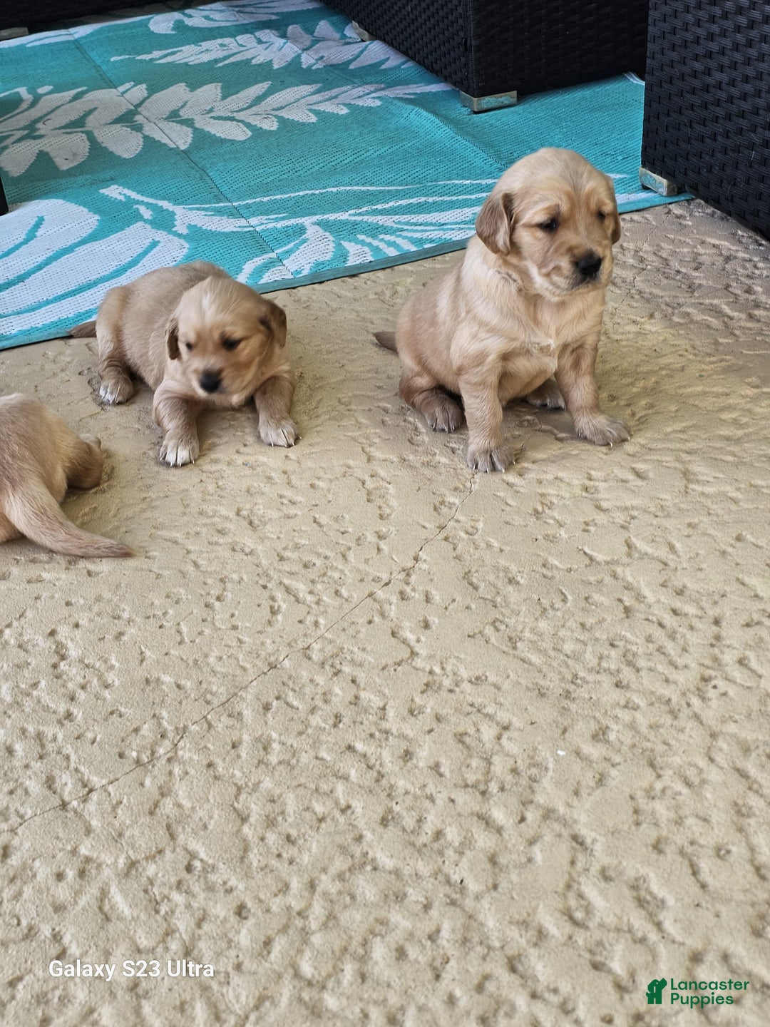 Golden Retriever dogs for sale: Golden Retriever Puppy 5 - Ad 1