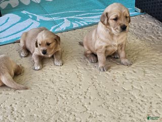 Golden Retriever dogs Golden Retriever Puppy 5 - Ad 12