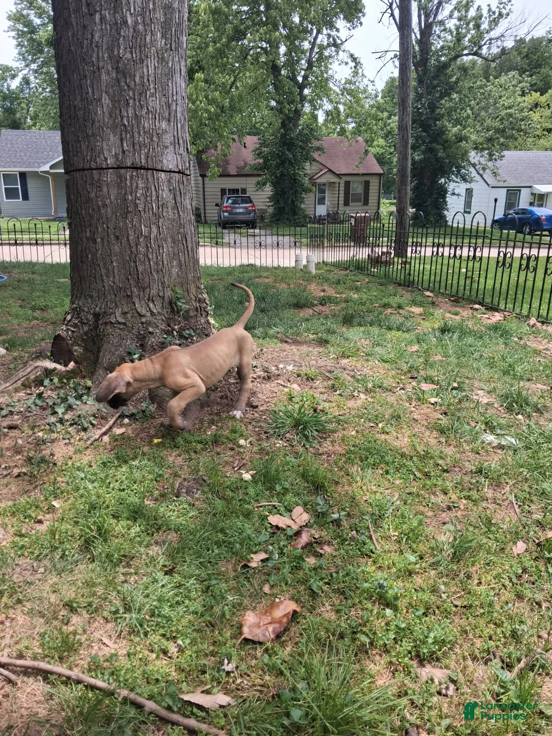 Great Dane dogs for sale: Lilly - Ad 2