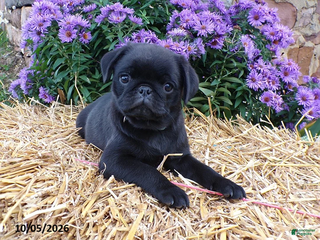 Pug dogs for sale: Midnight - Ad 1