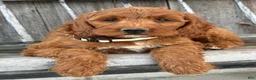 Irish Doodle dogs for sale: Juniper - Ad 1