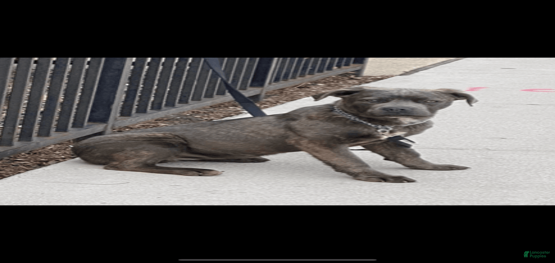 Gallery Image {{count}}