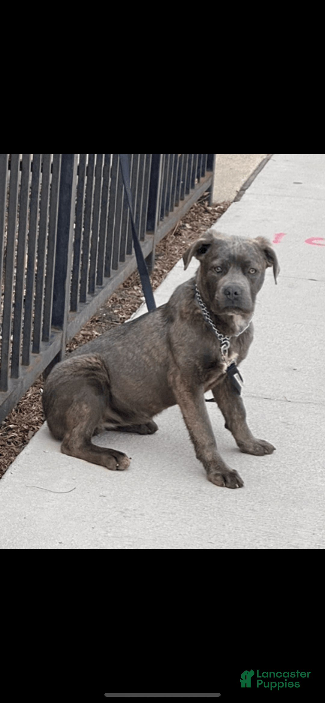 Gallery Image {{count}}