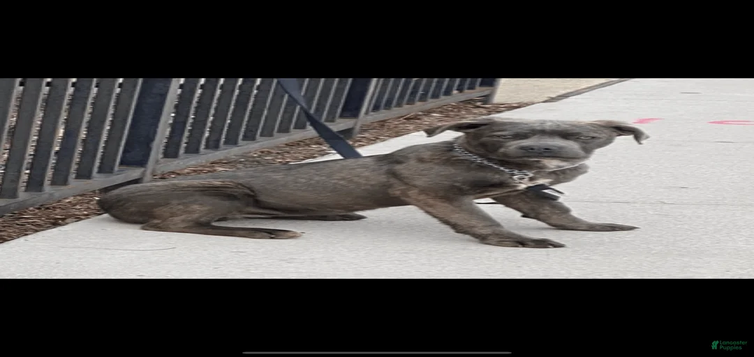 Gallery Image {{count}}