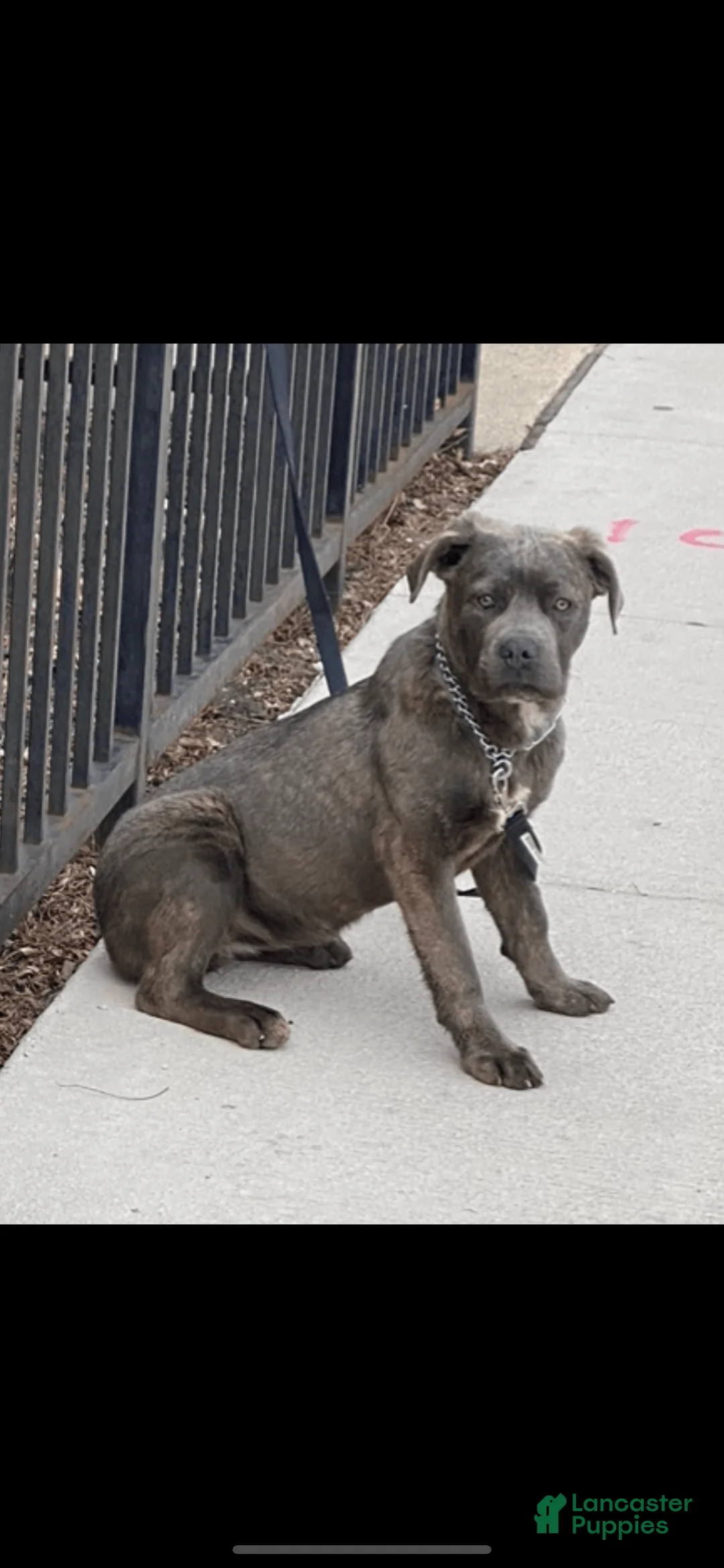 Gallery Image {{count}}