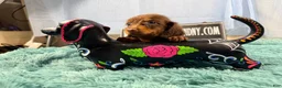 Miniature Dachshund dogs for sale: Champion bred long coat girl - Ad 7
