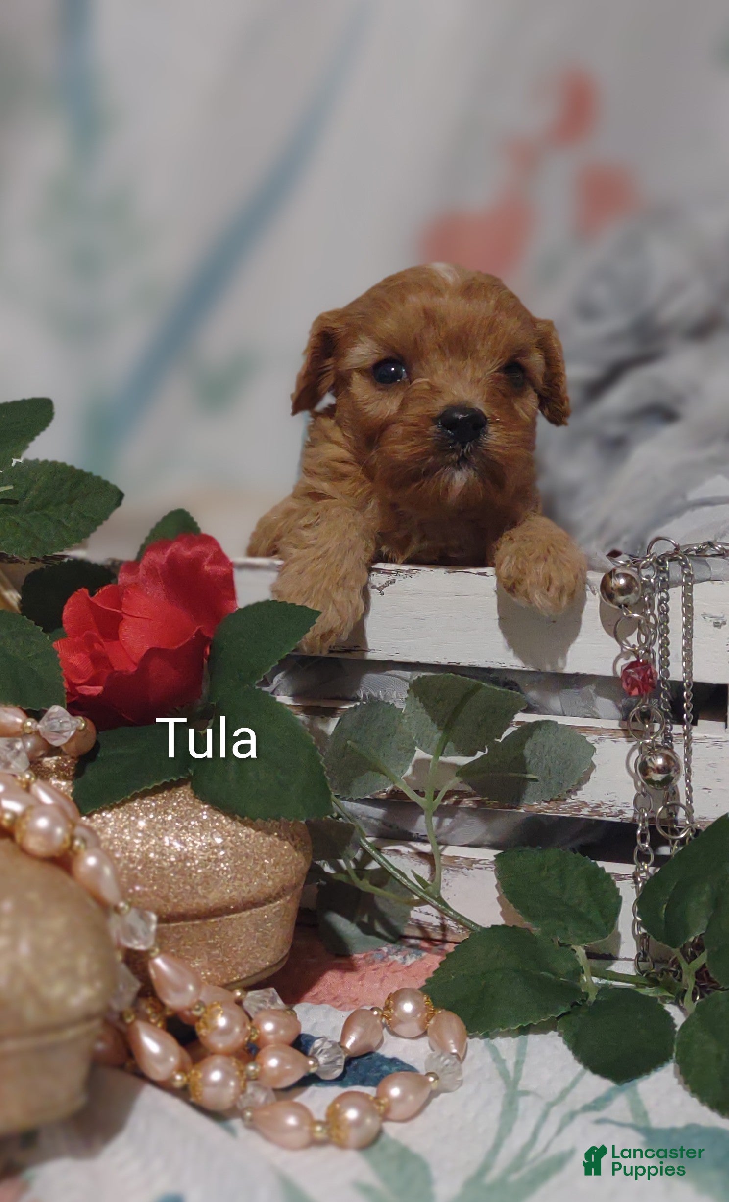 Cavapoo dogs Cavapoo 6 Tula - Ad 1