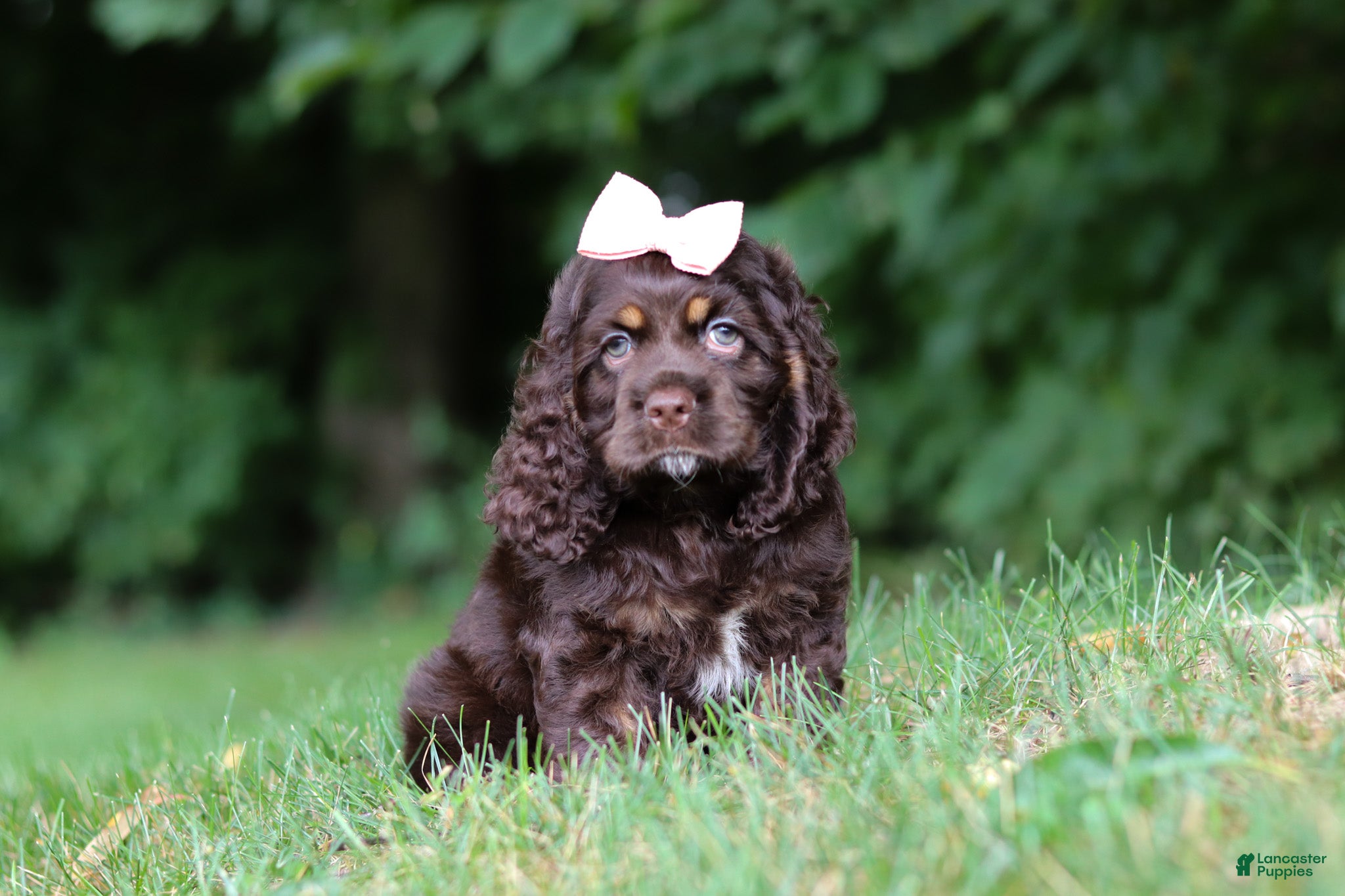 Cocker Spaniel dogs Ava - Ad 2
