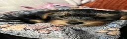 Yorkshire Terrier dogs for sale: Boy yorkie ckc - Ad 5