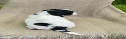 Mixed Breed dogs for sale: Panini - Ad 2