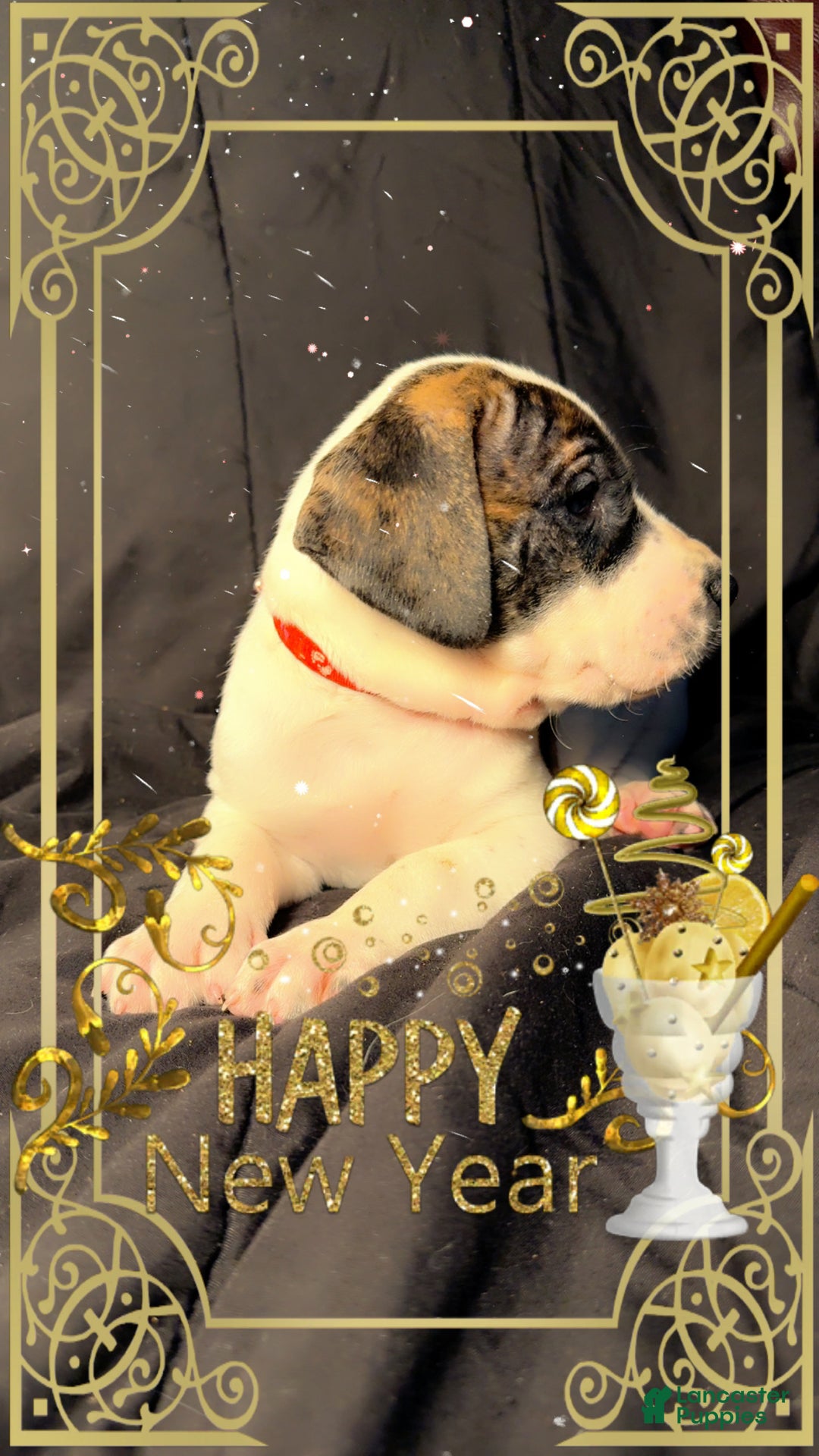 Great Dane dogs for sale: Howard - Ad 2