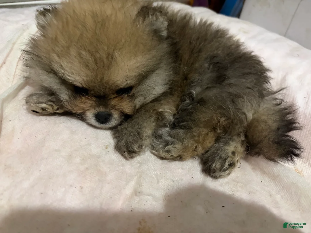 Pomeranian dogs for sale: Pomeranian Puppy 3 - Ad 2