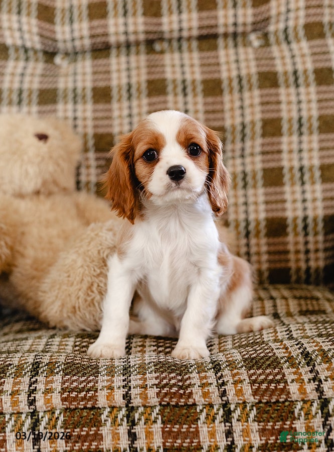Cavalier King Charles Spaniel dogs Henry - Ad 2