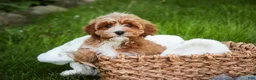 Cavapoo dogs for sale: Harper - Ad 3