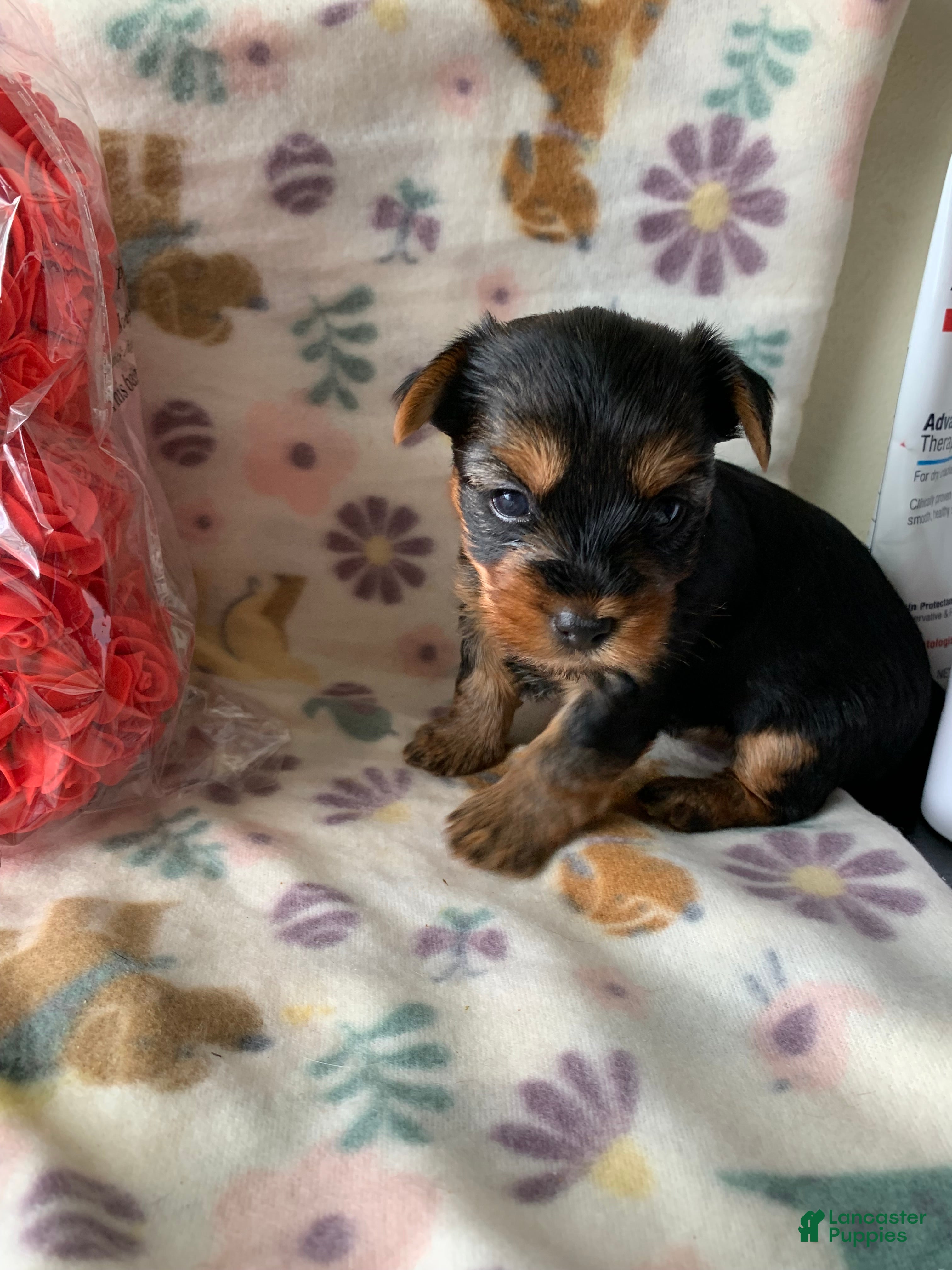 Yorkshire Terrier dogs Luna - Ad 41