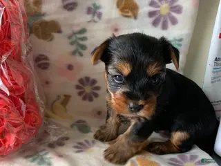 Yorkshire Terrier dogs Luna - Ad 41