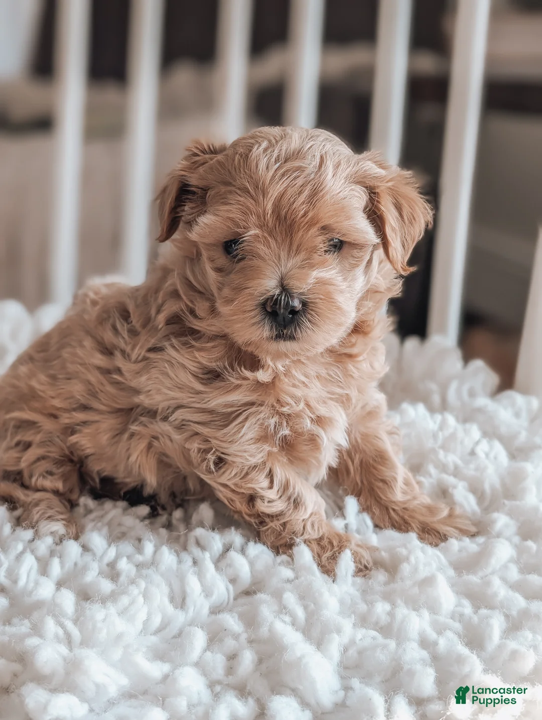 Maltipoo dogs for sale: Jack - Ad 5