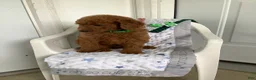 Goldendoodle dogs for sale: Goldendoodle 1 Rascal - f1b   - Ad 5