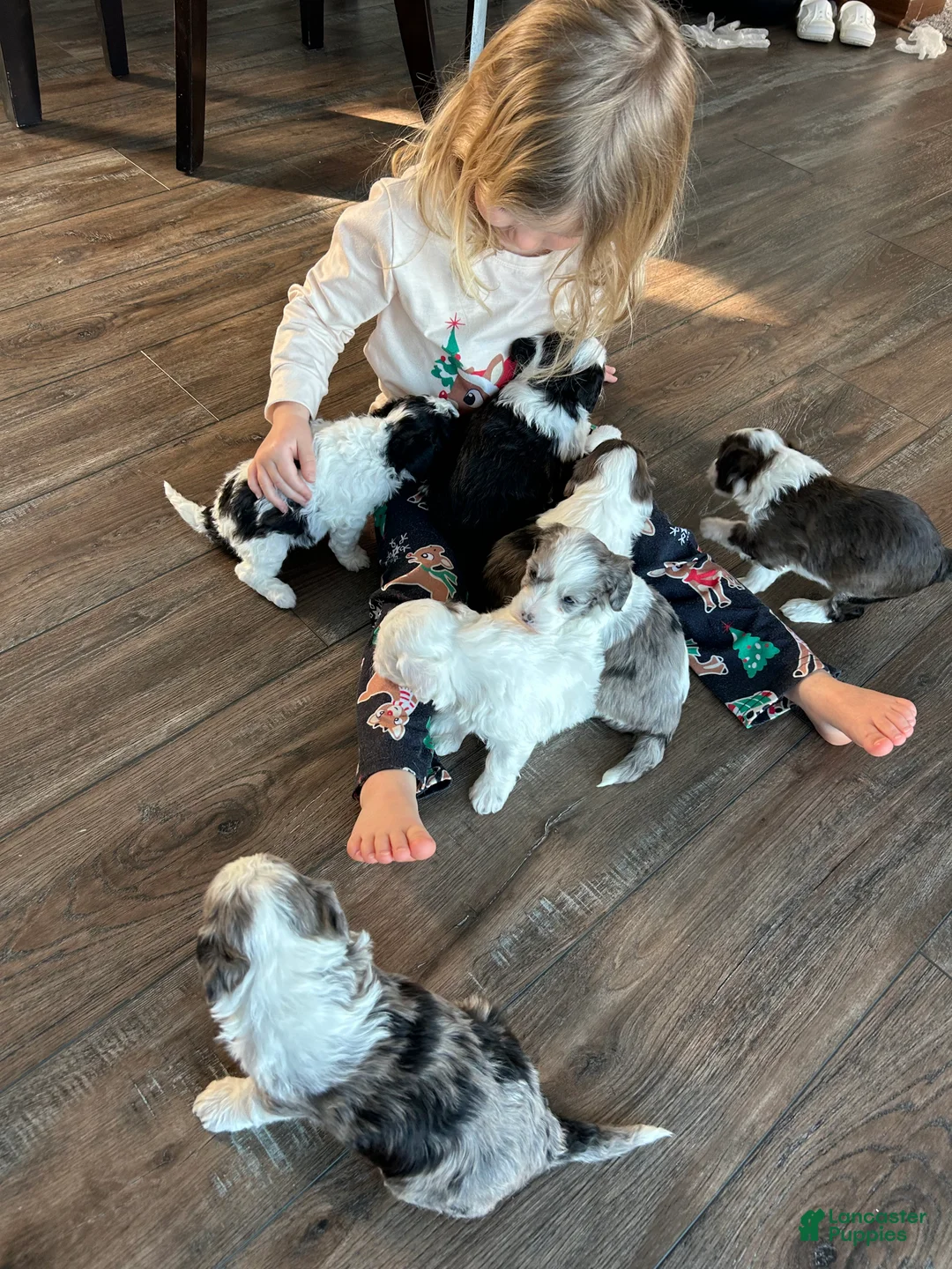 Mixed Breed dogs for sale: Ricky - Ad 14