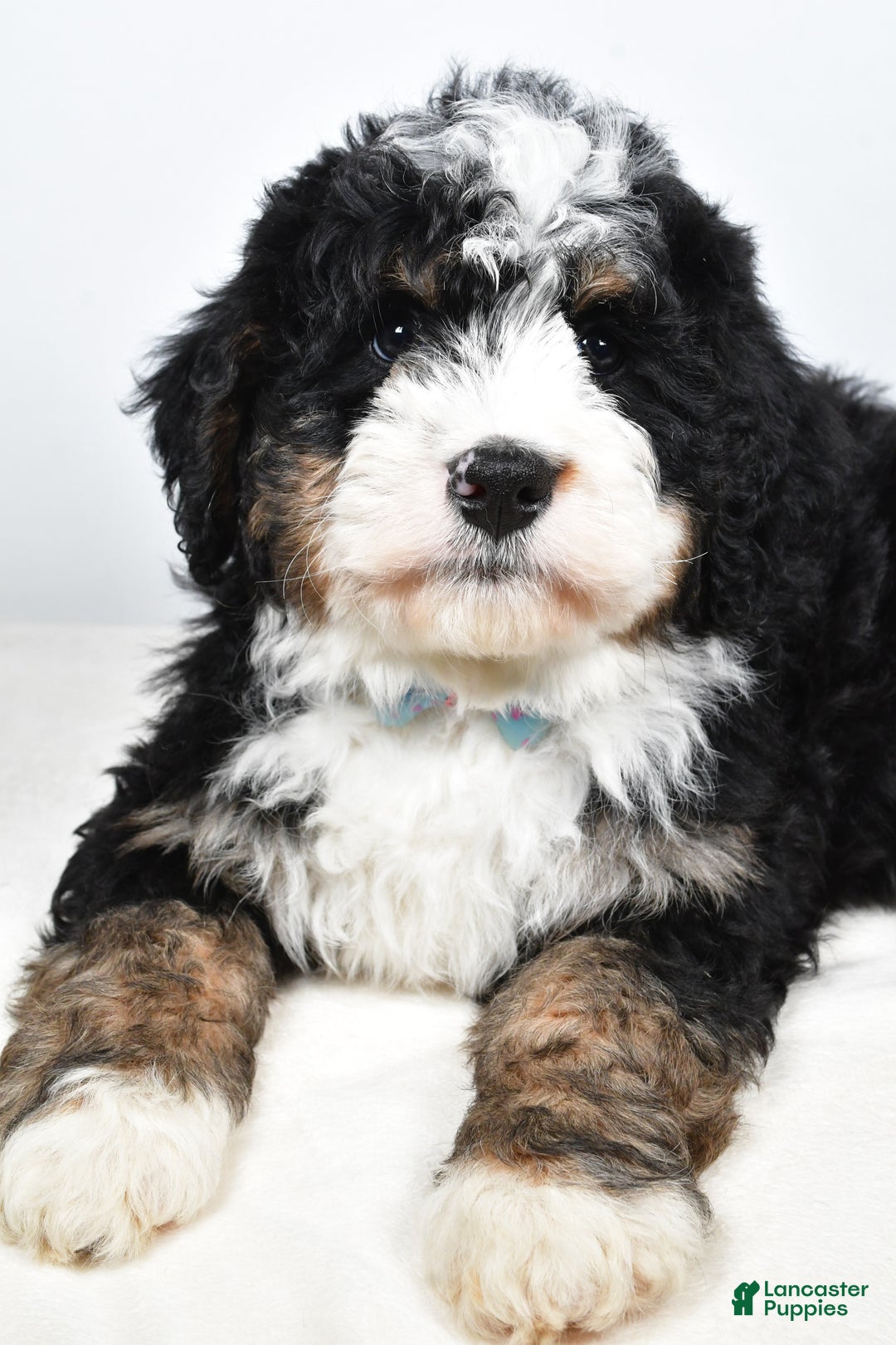 Mini Bernedoodle dogs for sale: Cooper - Ad 5