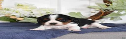 Cavalier King Charles Spaniel dogs for sale: Pretzel  - Ad 3