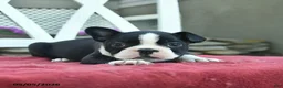 Boston Terrier dogs for sale: Pearl  - Ad 4