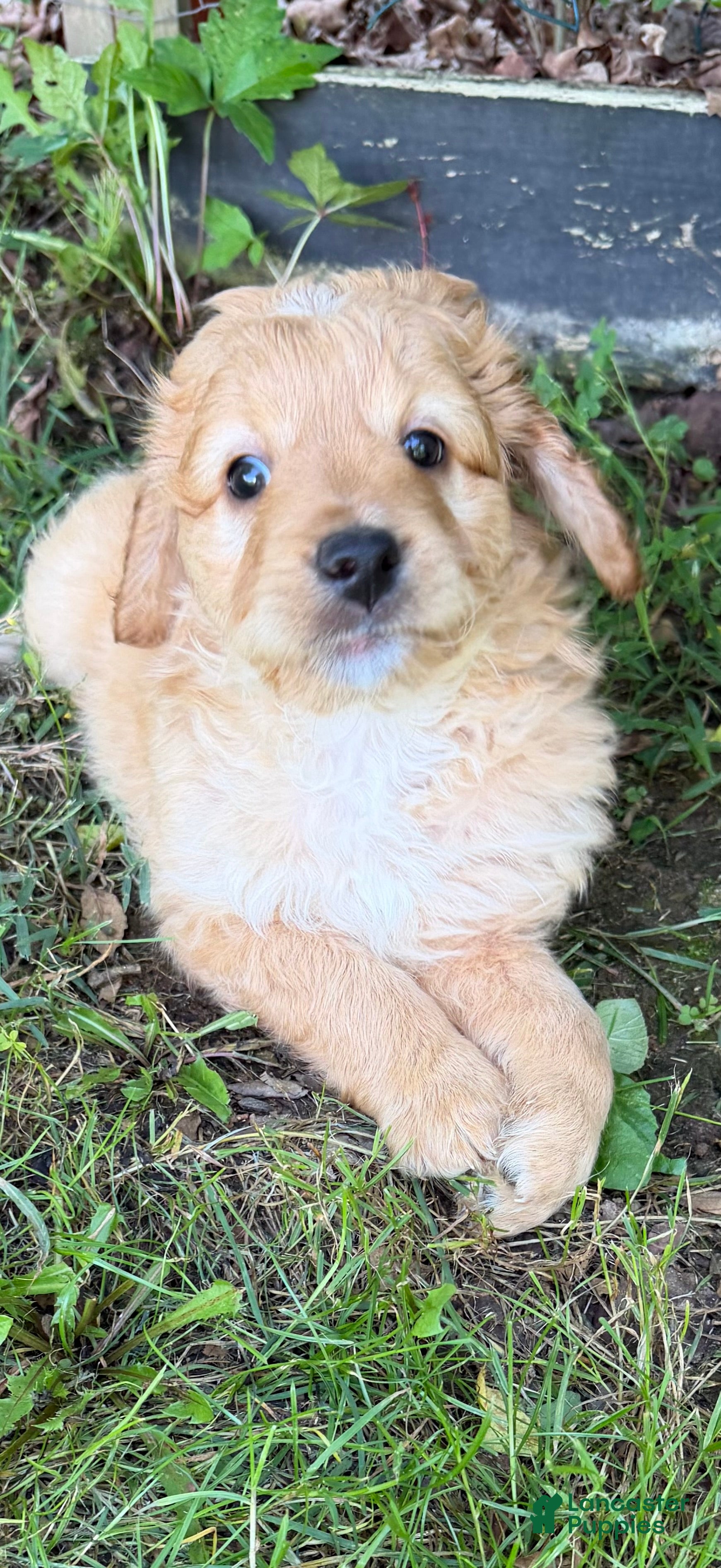 Aussiedoodle dogs Coach - Ad 1