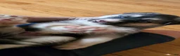 Gerberian Shepsky dogs for sale: Gerberian Shepsky 3 - Ad 5