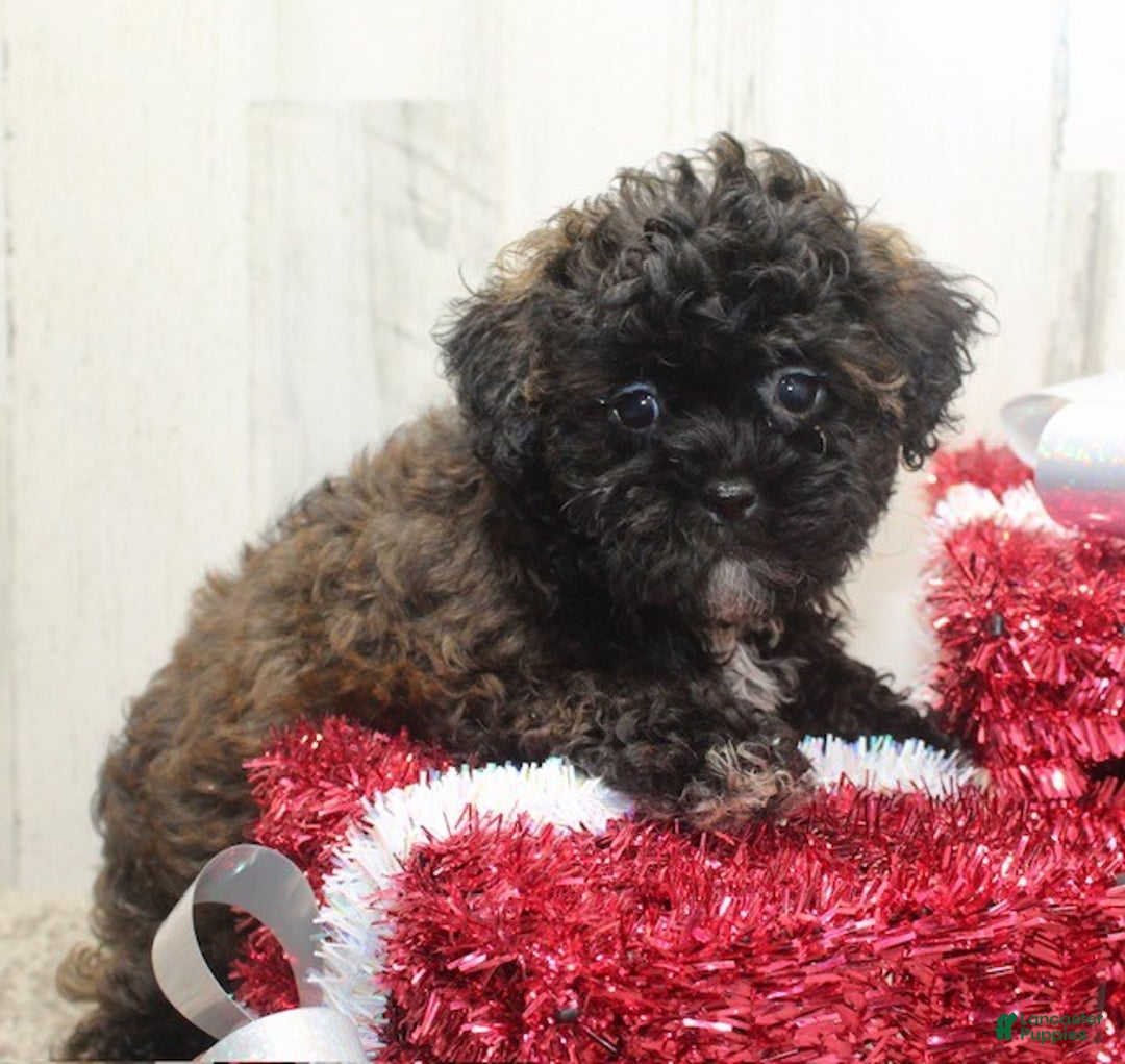 Shihpoo dogs for sale: Candy - Ad 6