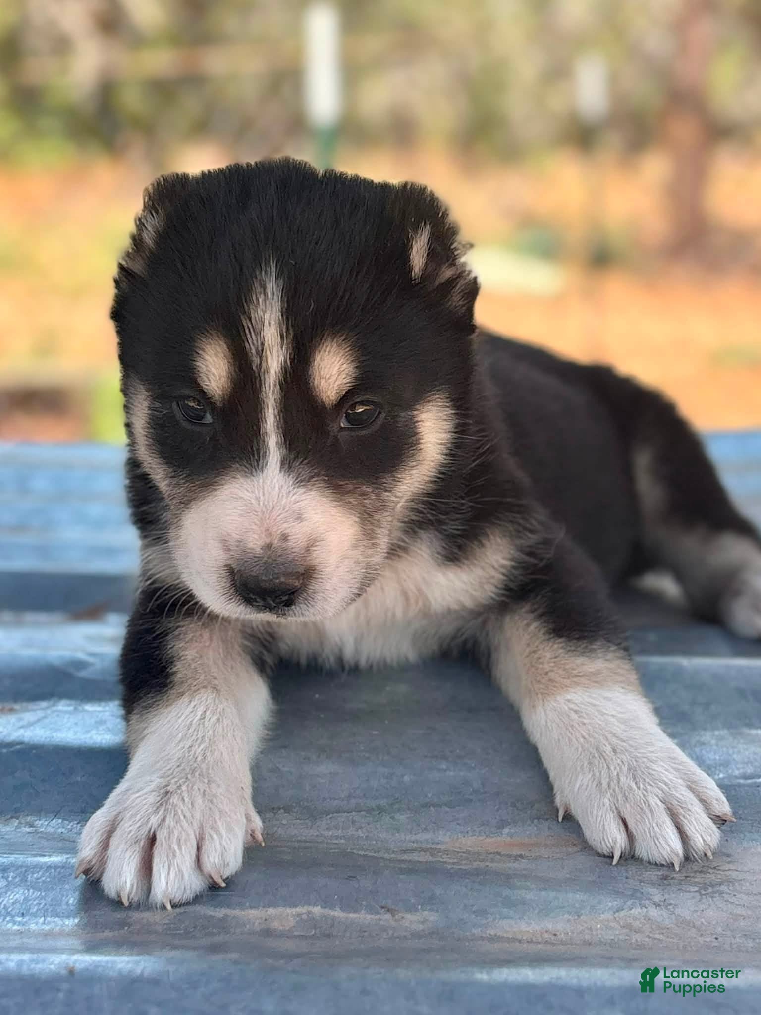 Central Asian Shepherd dogs for sale: Nara - Ad 1